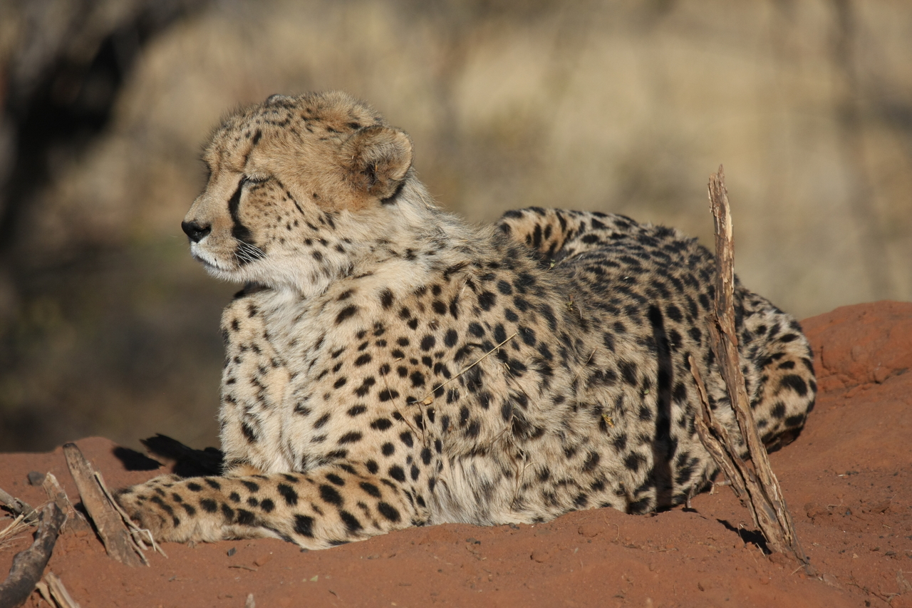 [6617] 2016_06_23_10_55_41_Africa_Canon_EOS_40D_IMG__00448.jpg