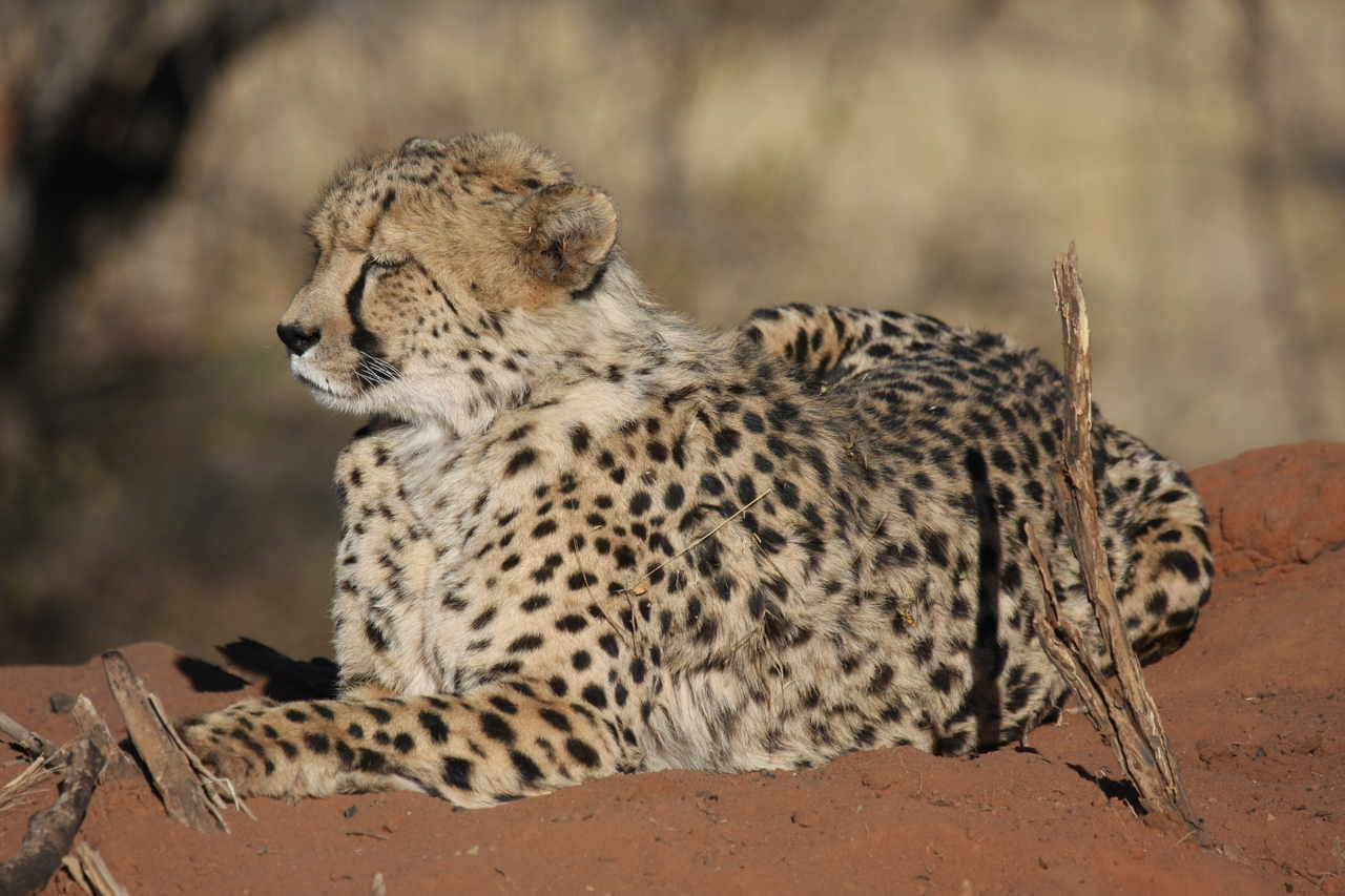 [6619] 2016_06_23_10_55_41_Africa_Canon_EOS_40D_IMG__01281.jpg