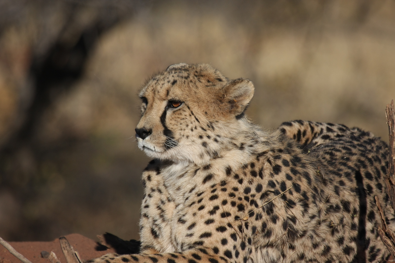 [6659] 2016_06_23_10_56_15_Africa_Canon_EOS_40D_IMG__00458.jpg