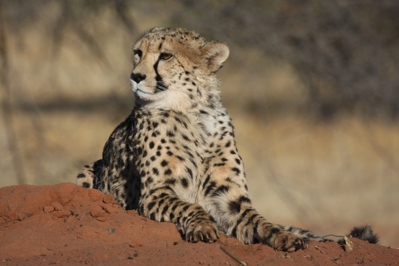 [6680] 2016_06_23_10_57_00_Africa_Canon_EOS_40D_IMG__01298.jpg