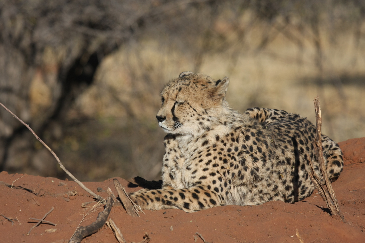 [6696] 2016_06_23_10_57_51_Africa_Canon_EOS_40D_IMG__01303.jpg