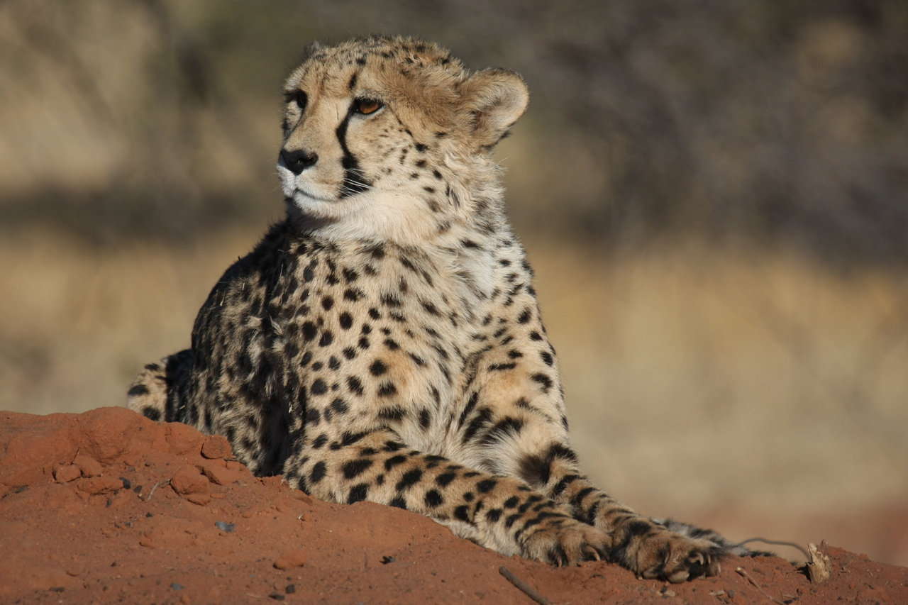 [6726] 2016_06_23_10_58_29_Africa_Canon_EOS_40D_IMG__08758.jpg