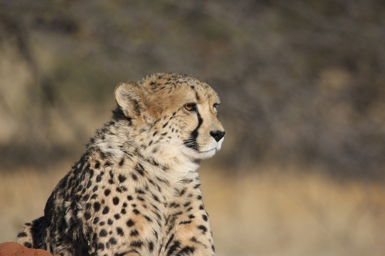 [6743] 2016_06_23_10_58_41_Africa_Canon_EOS_40D_IMG__00484.jpg