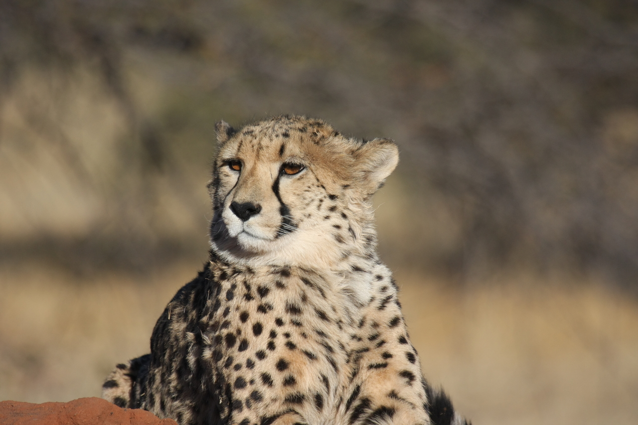 [6759] 2016_06_23_10_58_44_Africa_Canon_EOS_40D_IMG__00490.jpg