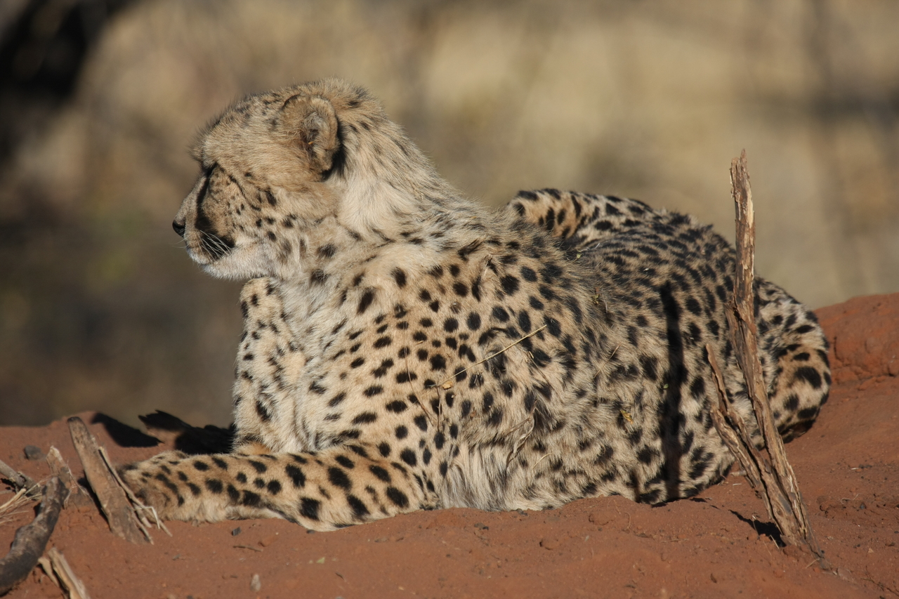 [6775] 2016_06_23_10_59_46_Africa_Canon_EOS_40D_IMG__01328.jpg