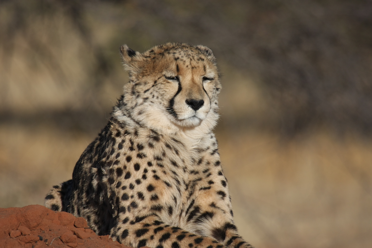 [6799] 2016_06_23_11_00_14_Africa_Canon_EOS_40D_IMG__00502.jpg