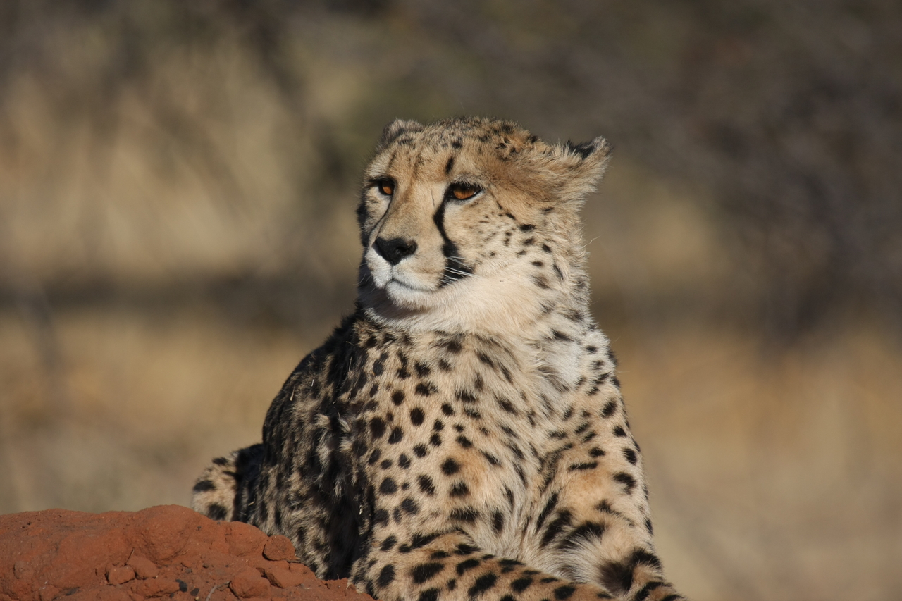 [6817] 2016_06_23_11_00_16_Africa_Canon_EOS_40D_IMG__08787.jpg