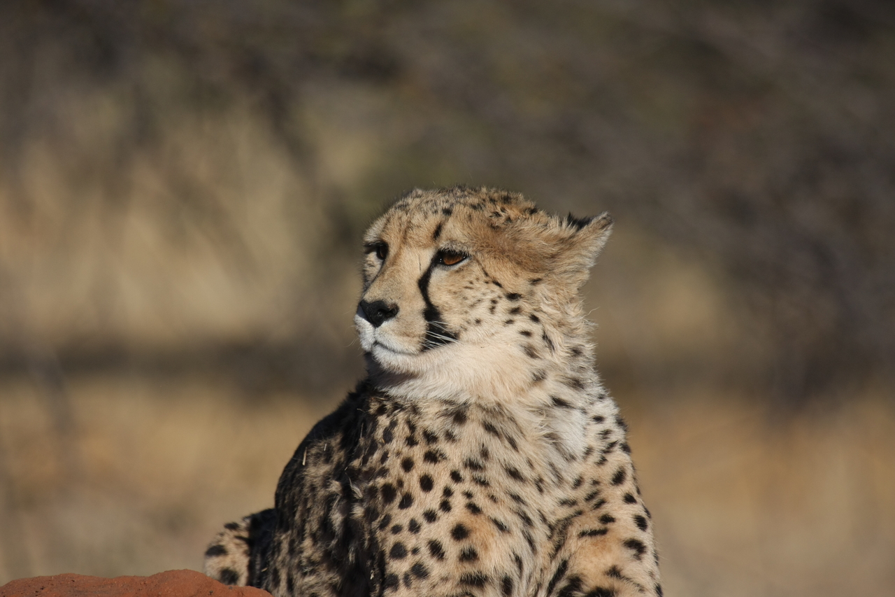 [6826] 2016_06_23_11_00_26_Africa_Canon_EOS_40D_IMG__00511.jpg