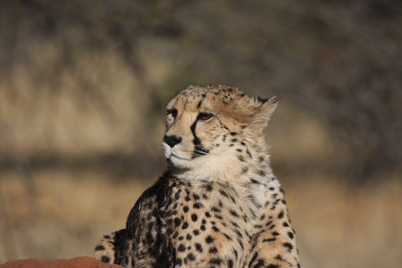 [6831] 2016_06_23_11_00_26_Africa_Canon_EOS_40D_IMG__08791.jpg