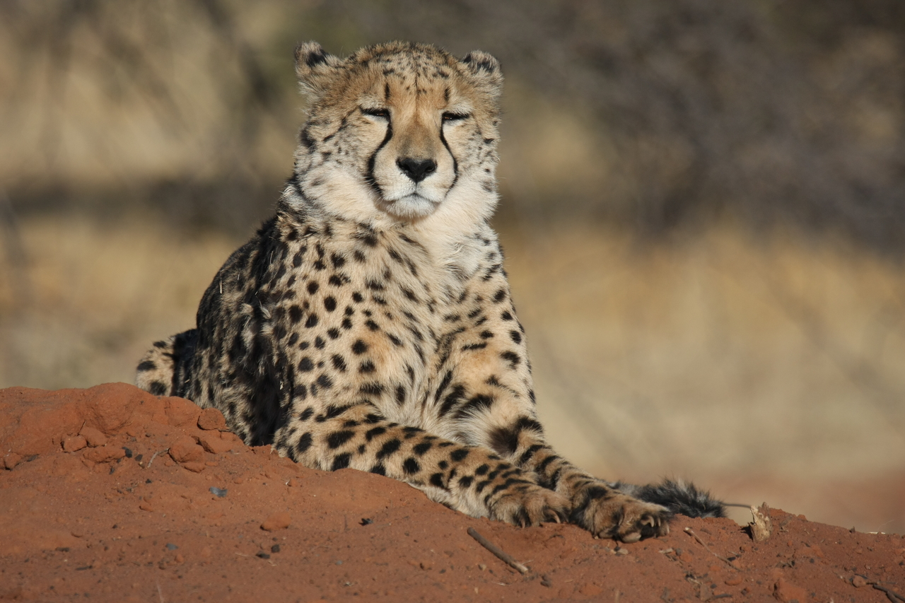 [6846] 2016_06_23_11_00_54_Africa_Canon_EOS_40D_IMG__00513.jpg