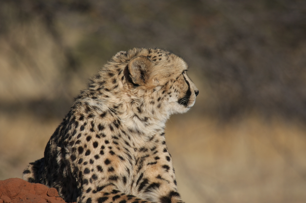[6860] 2016_06_23_11_01_02_Africa_Canon_EOS_40D_IMG__08798.jpg