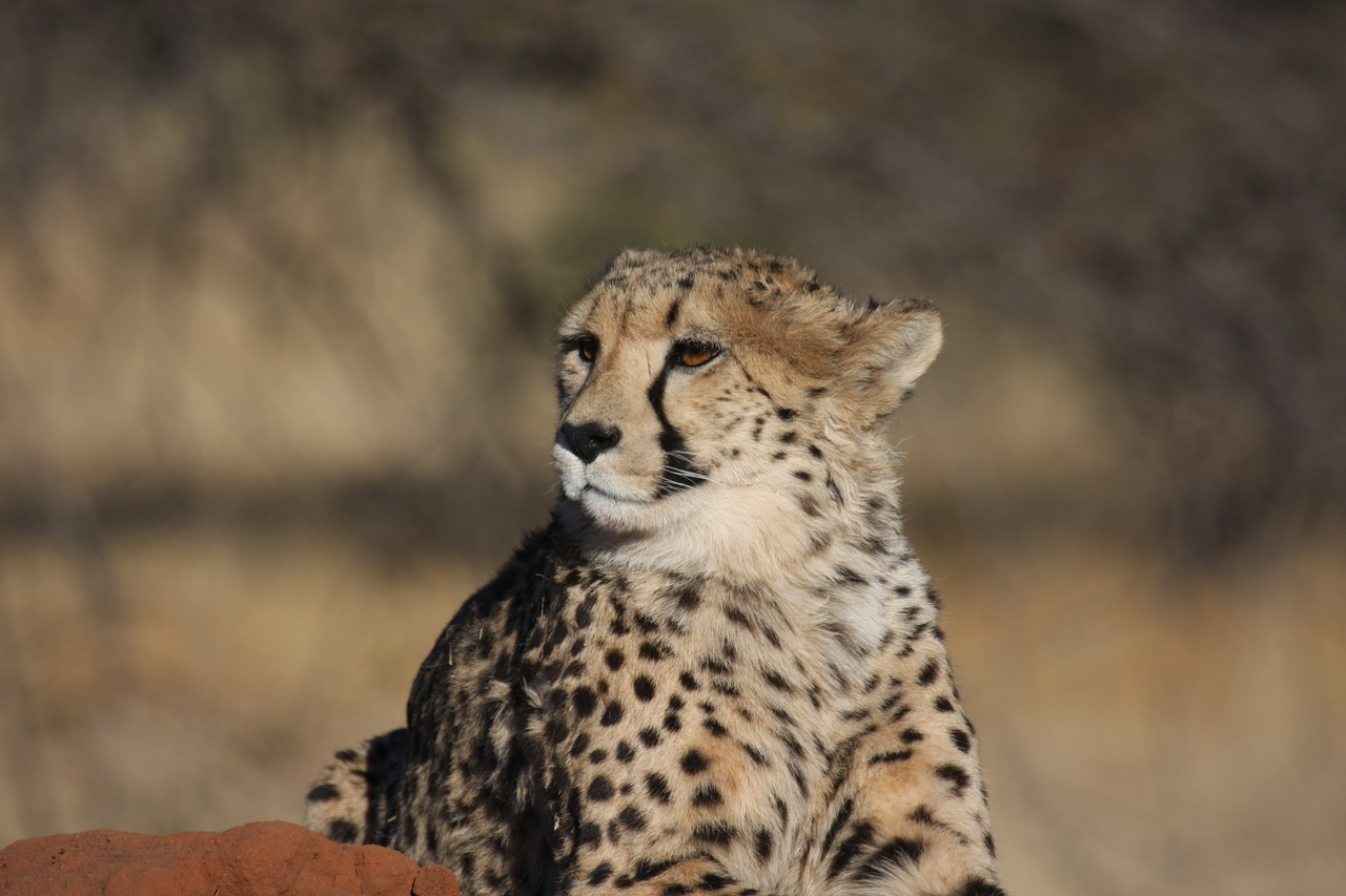 [6877] 2016_06_23_11_01_40_Africa_Canon_EOS_40D_IMG__00524.jpg