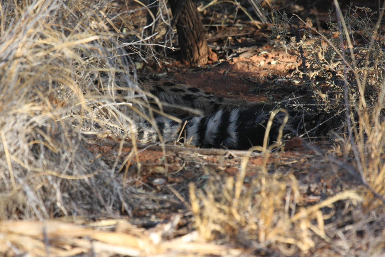 [6905] 2016_06_23_11_02_42_Africa_Canon_EOS_40D_IMG__01366.jpg
