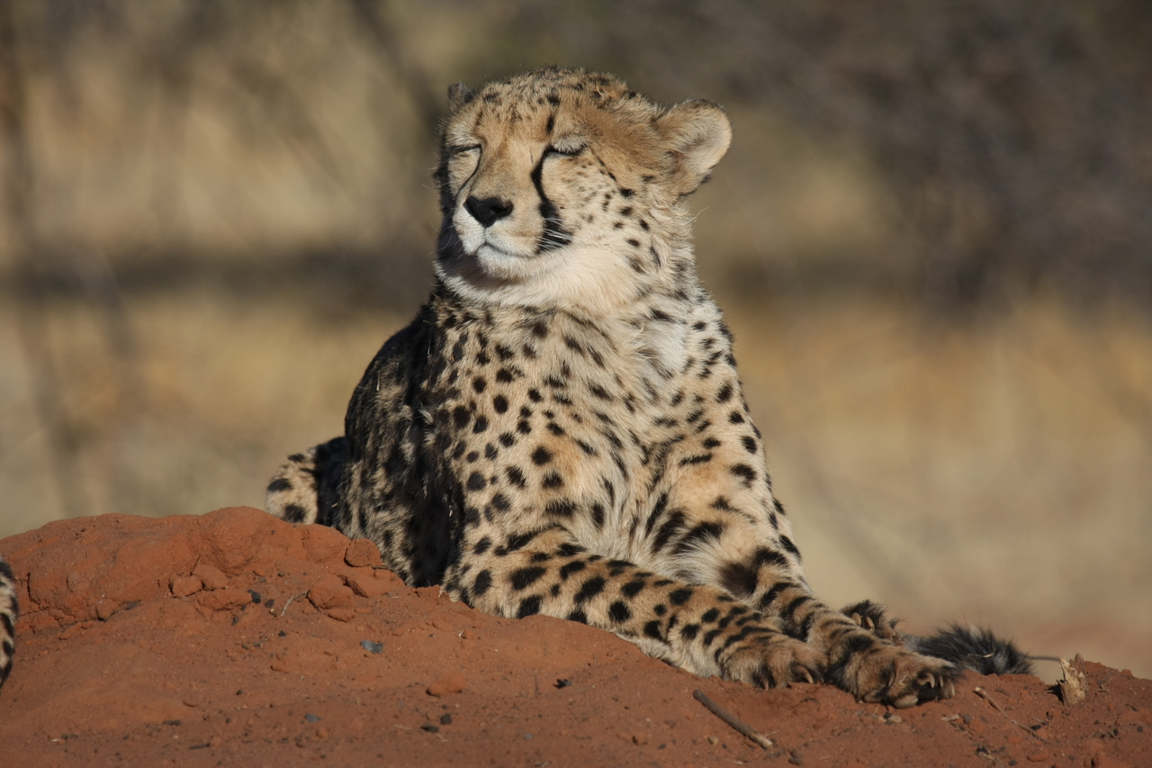 [6909] 2016_06_23_11_03_07_Africa_Canon_EOS_40D_IMG__00534.jpg
