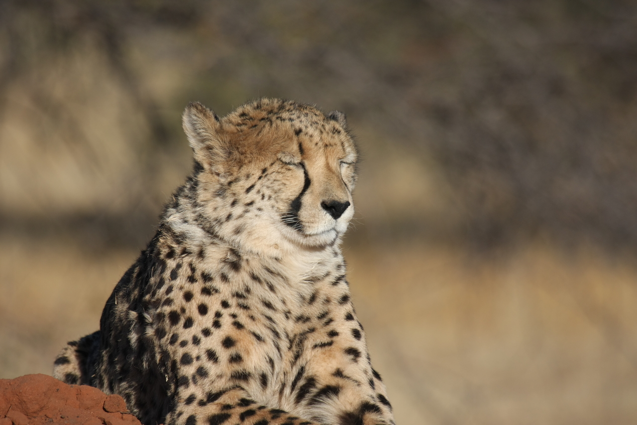 [6952] 2016_06_23_11_04_27_Africa_Canon_EOS_40D_IMG__01382.jpg