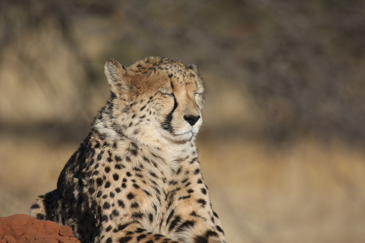 [6953] 2016_06_23_11_04_27_Africa_Canon_EOS_40D_IMG__01383.jpg