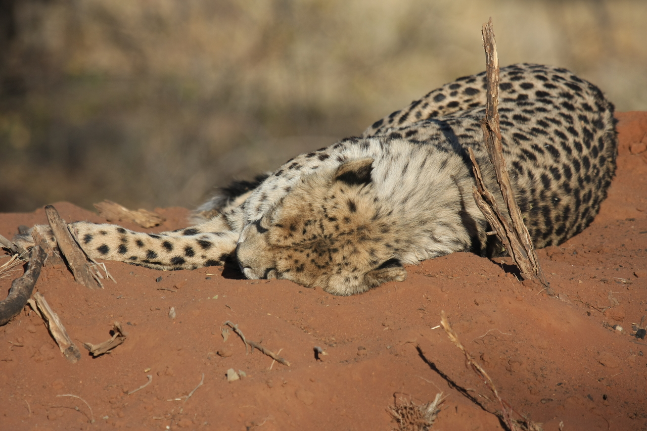 [6966] 2016_06_23_11_04_37_Africa_Canon_EOS_40D_IMG__00553.jpg