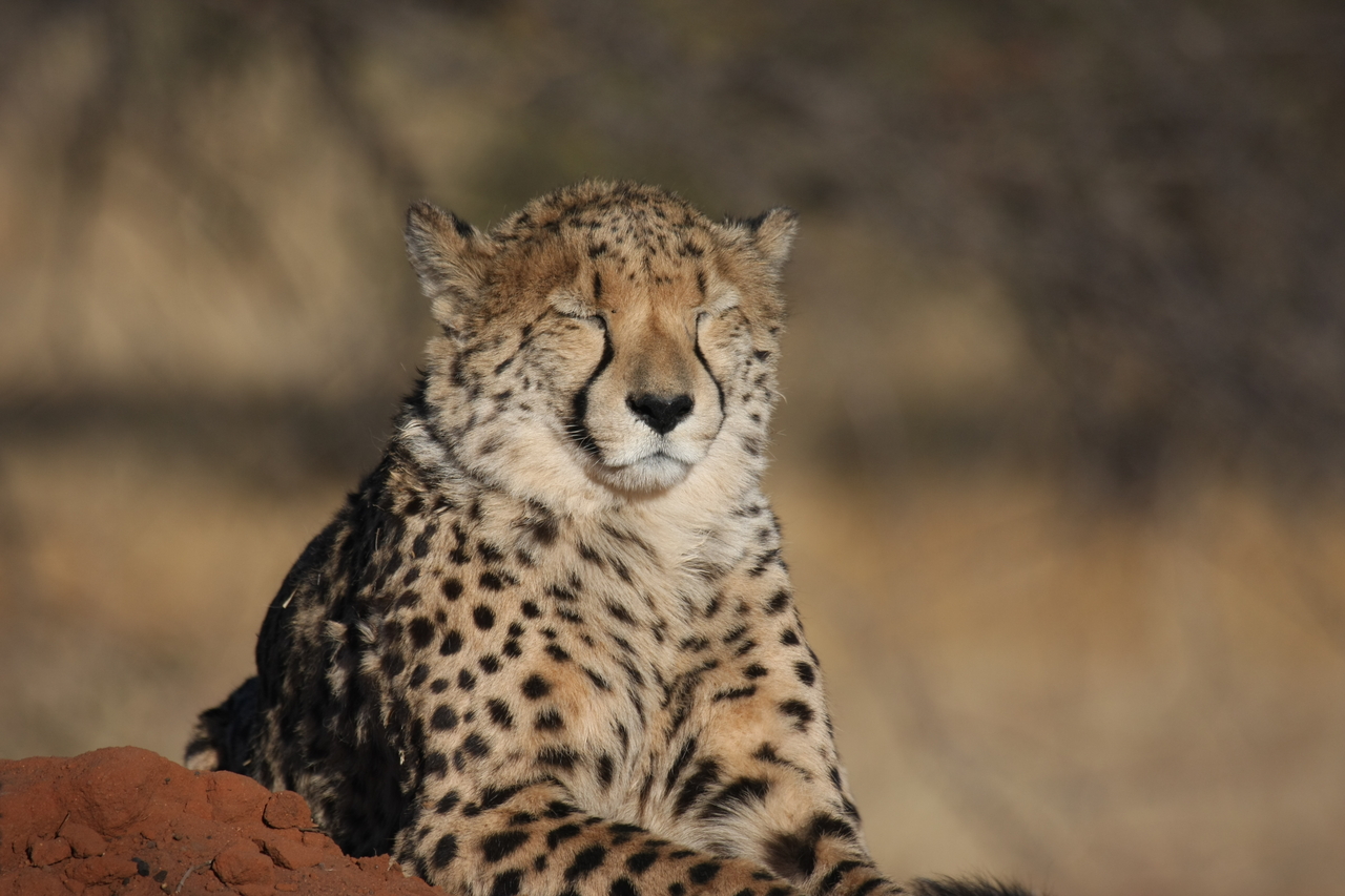 [7026] 2016_06_23_11_08_35_Africa_Canon_EOS_40D_IMG__01402.jpg