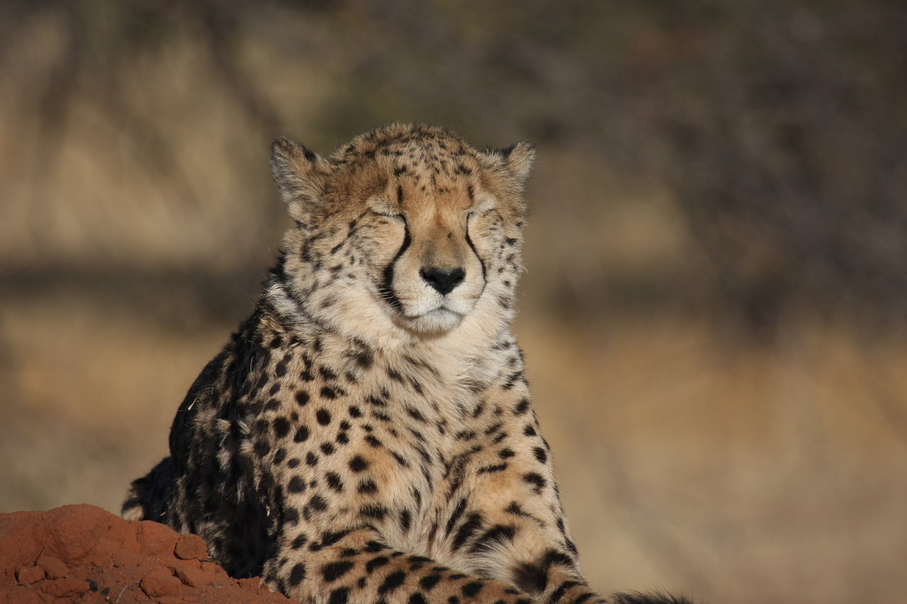 [7032] 2016_06_23_11_08_36_Africa_Canon_EOS_40D_IMG__00571.jpg