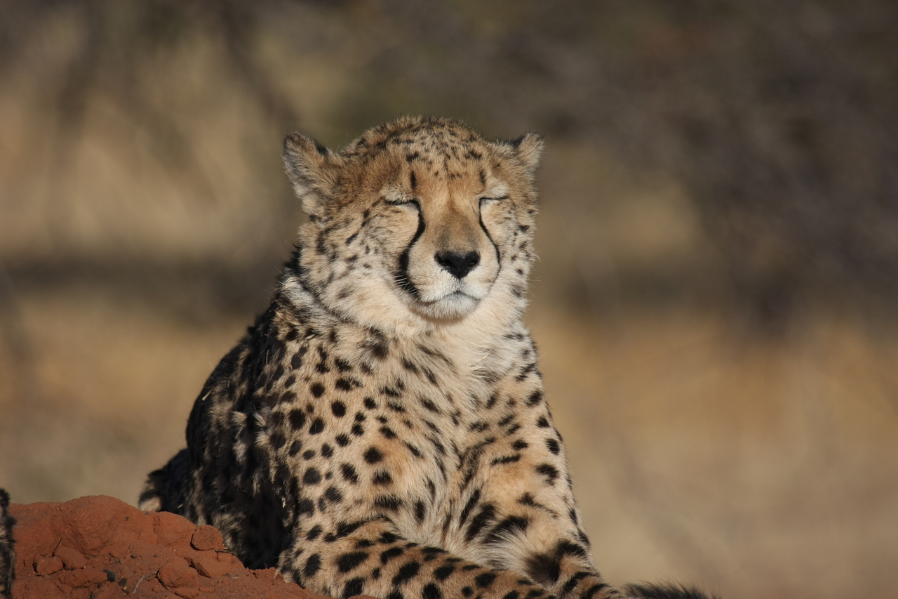 [7043] 2016_06_23_11_08_39_Africa_Canon_EOS_40D_IMG__08855.jpg