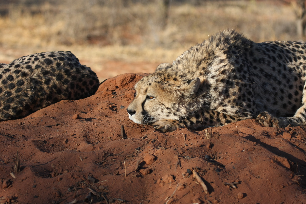 [7062] 2016_06_23_11_13_14_Africa_Canon_EOS_40D_IMG__01415.jpg