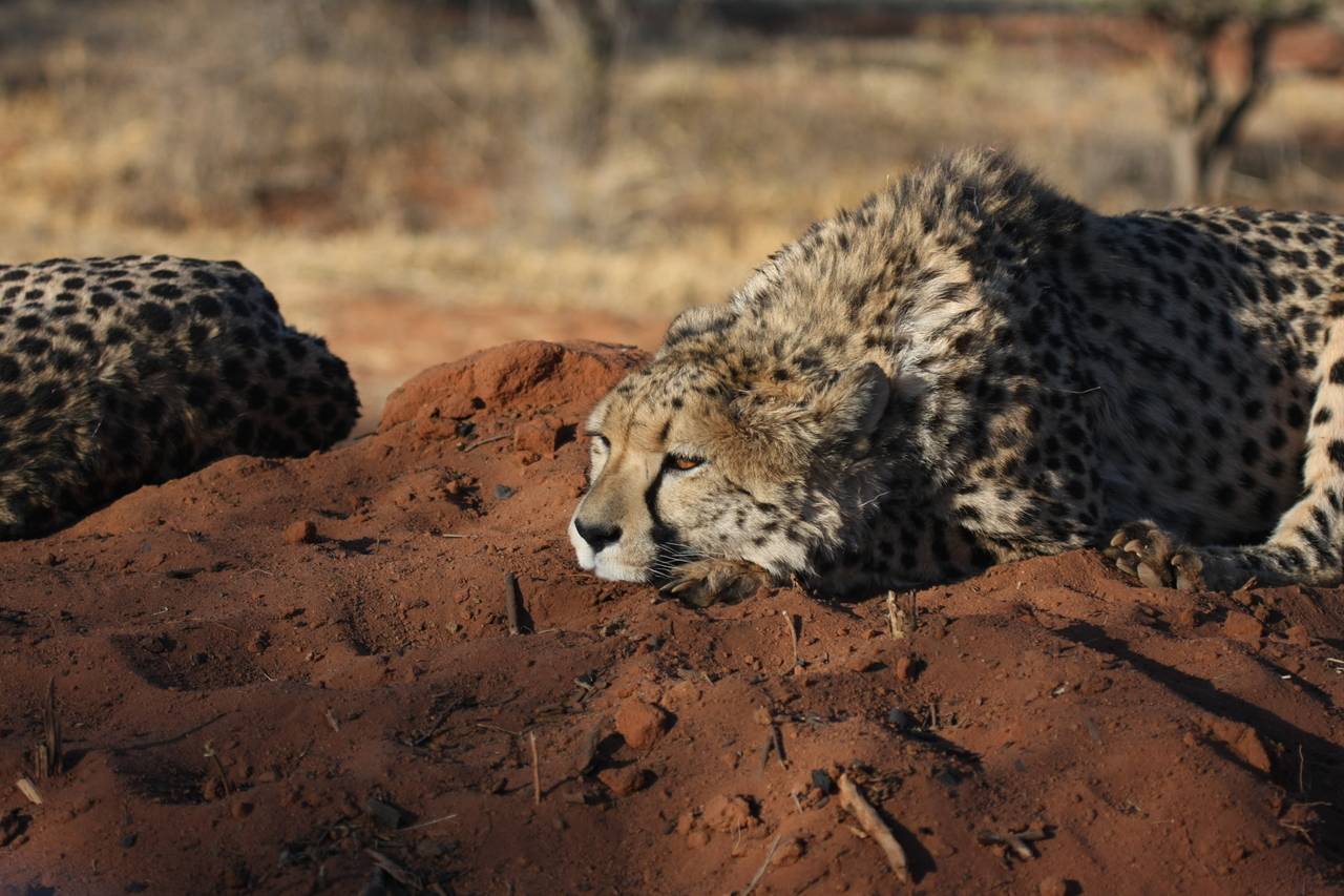 [7093] 2016_06_23_11_13_48_Africa_Canon_EOS_40D_IMG__00590.jpg