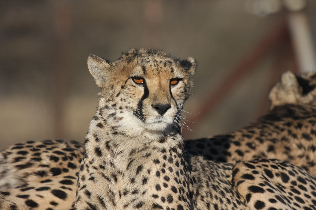 [7140] 2016_06_23_11_19_53_Africa_Canon_EOS_40D_IMG__08874.jpg