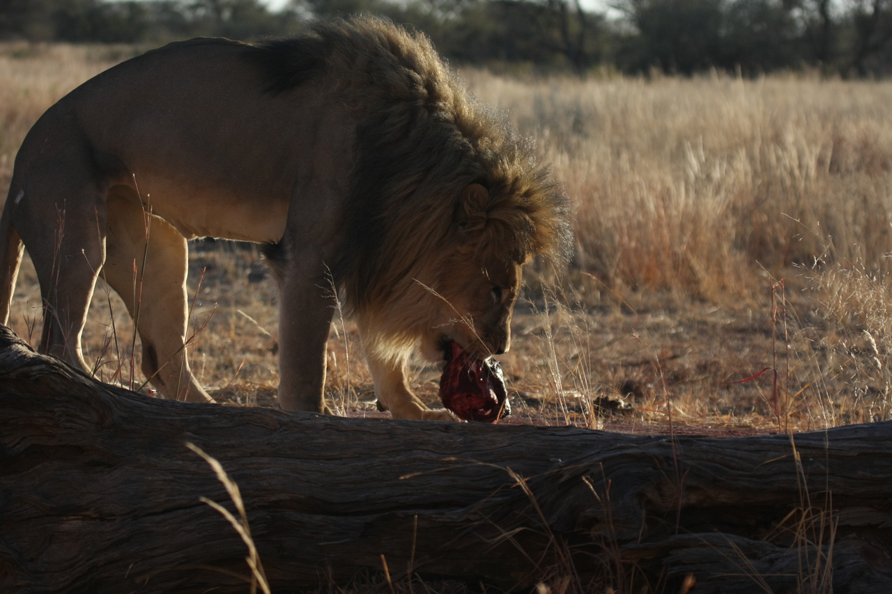 [7358] 2016_06_23_11_39_29_Africa_Canon_EOS_40D_IMG__01497.jpg