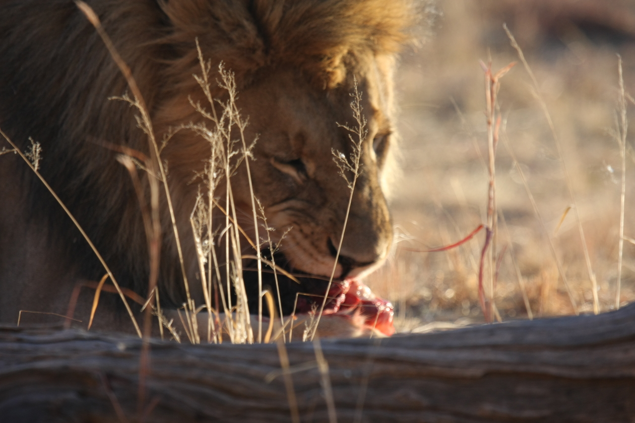 [7414] 2016_06_23_11_40_34_Africa_Canon_EOS_40D_IMG__01514.jpg