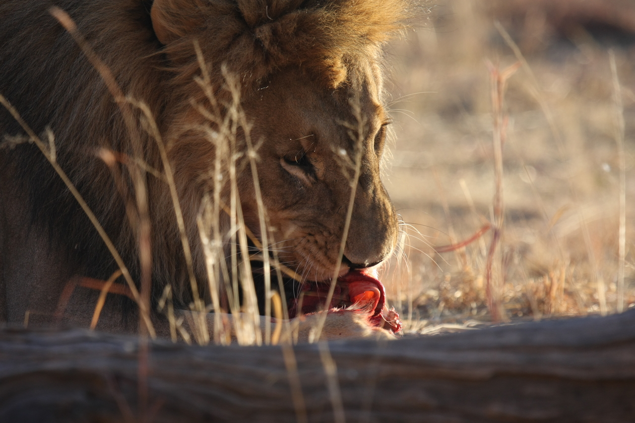 [7416] 2016_06_23_11_40_34_Africa_Canon_EOS_40D_IMG__01516.jpg