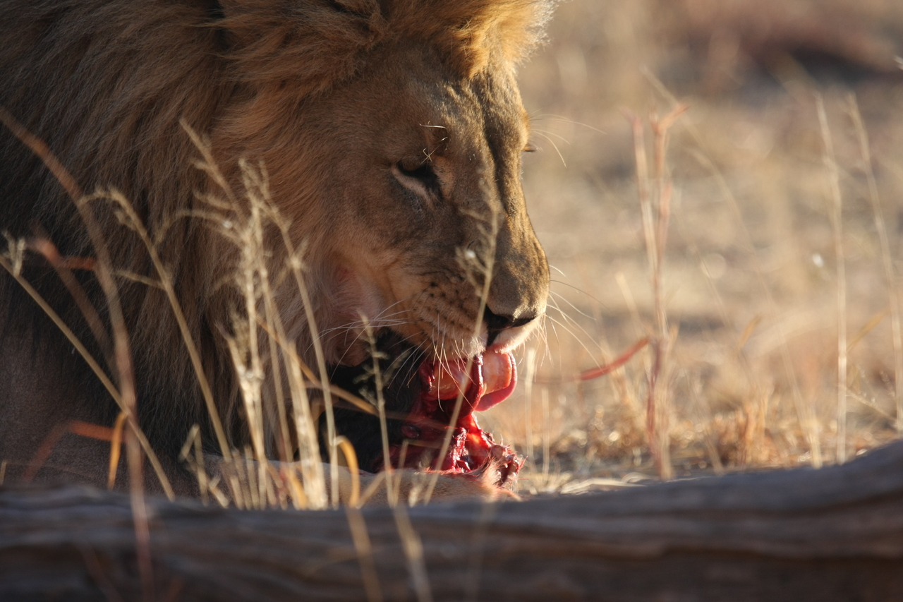 [7420] 2016_06_23_11_40_35_Africa_Canon_EOS_40D_IMG__00683.jpg