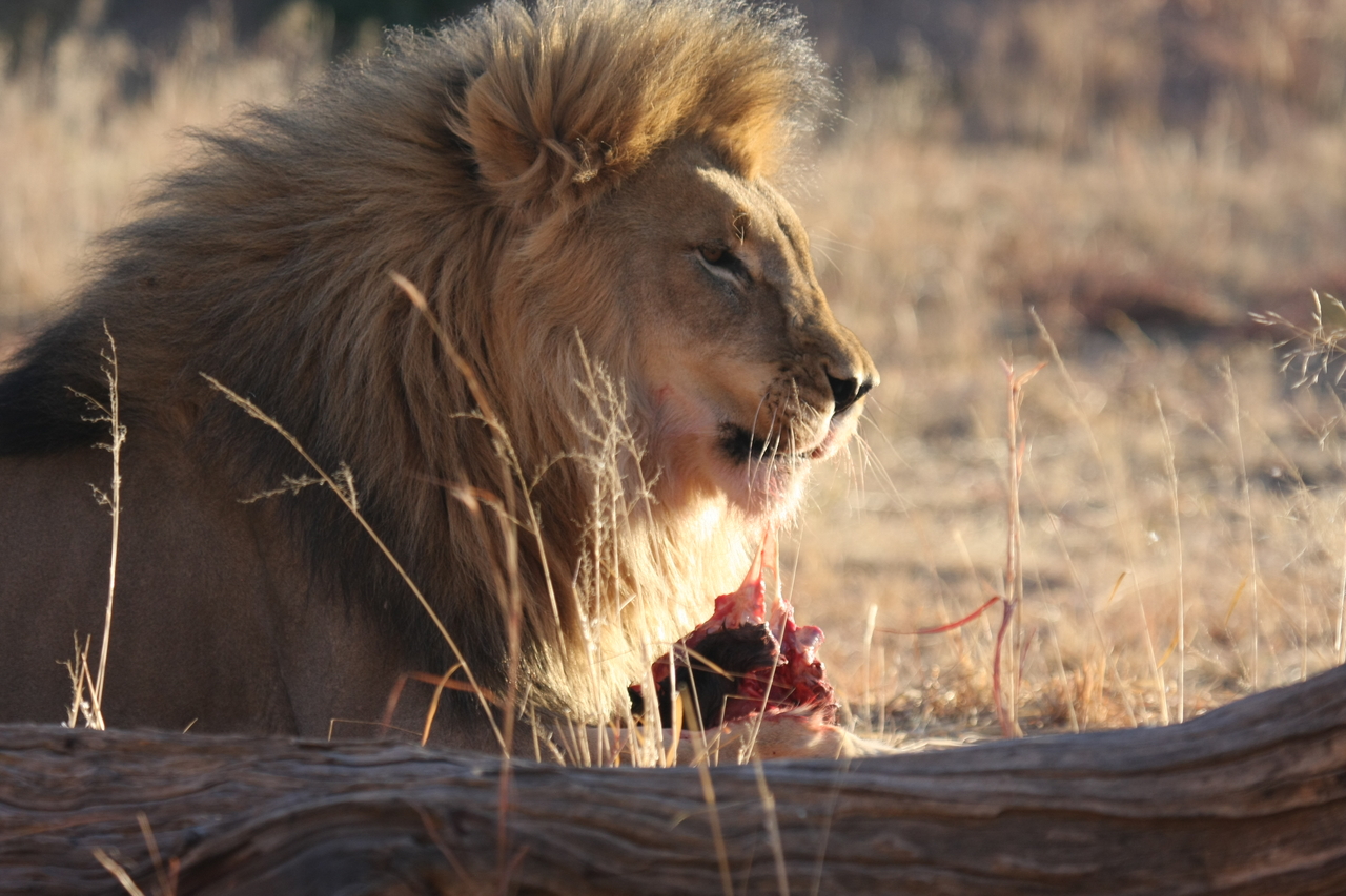[7451] 2016_06_23_11_40_47_Africa_Canon_EOS_40D_IMG__08973.jpg