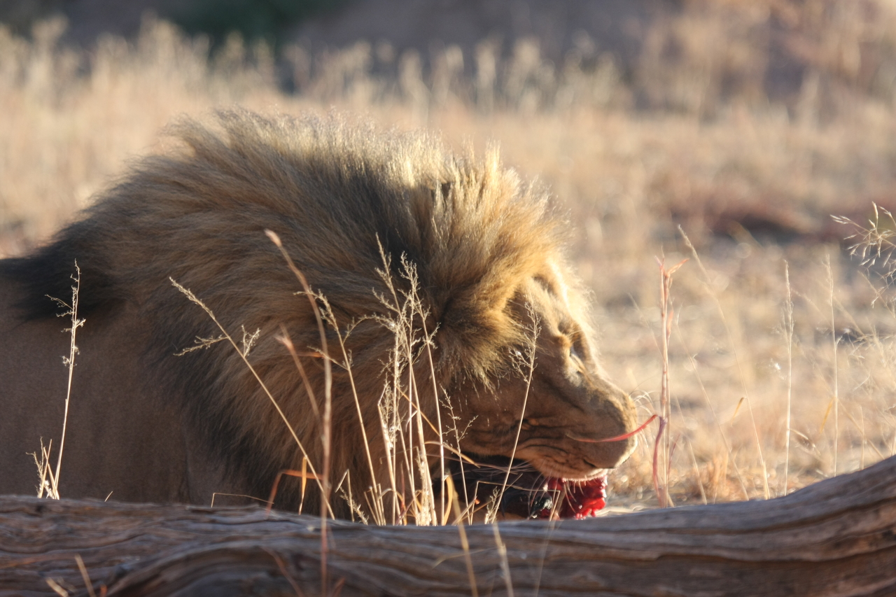 [7494] 2016_06_23_11_41_00_Africa_Canon_EOS_40D_IMG__08988.jpg