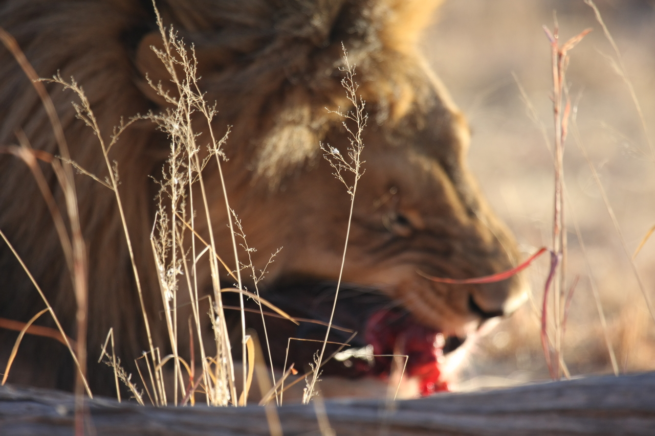 [7503] 2016_06_23_11_41_07_Africa_Canon_EOS_40D_IMG__08989.jpg