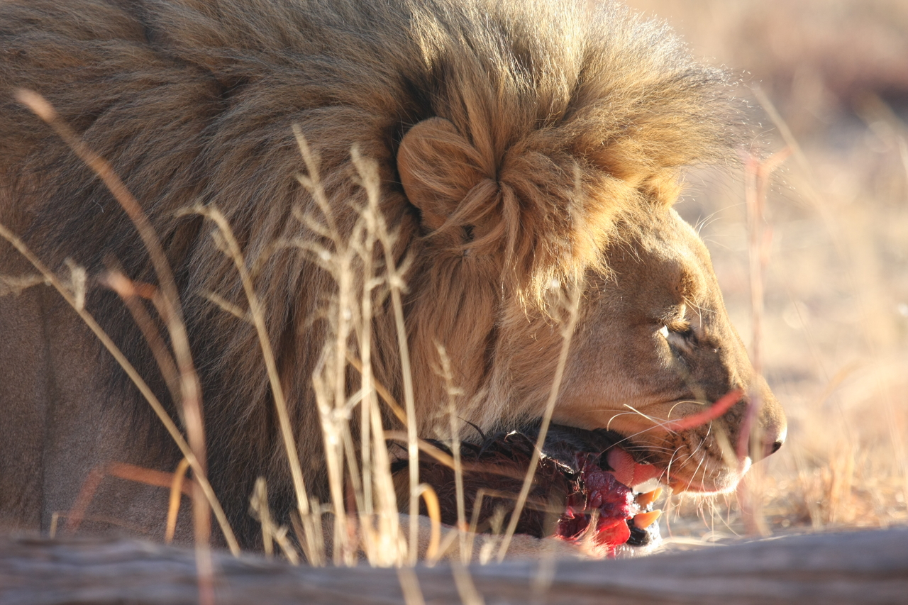 [7518] 2016_06_23_11_41_20_Africa_Canon_EOS_40D_IMG__00713.jpg