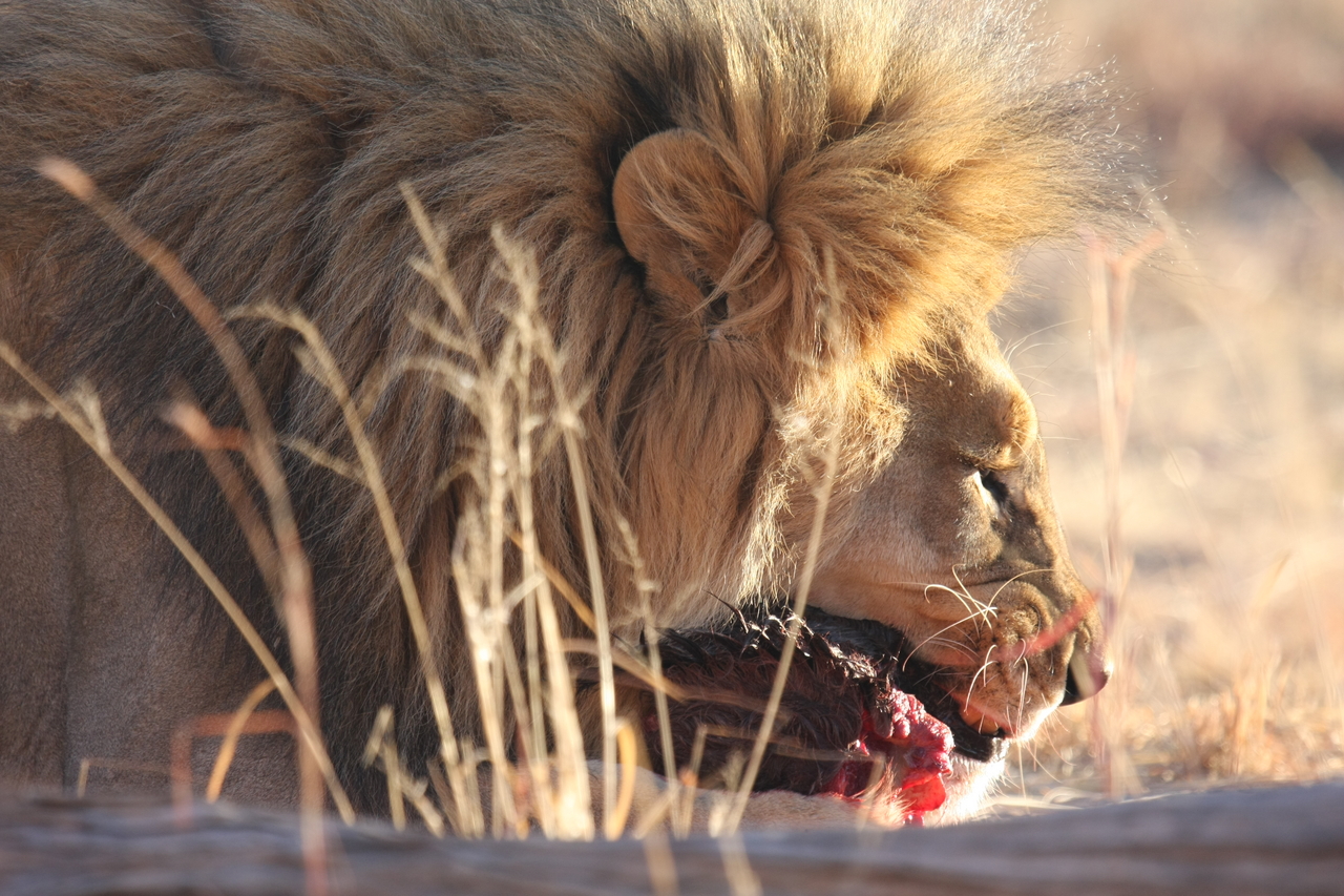 [7519] 2016_06_23_11_41_20_Africa_Canon_EOS_40D_IMG__00714.jpg