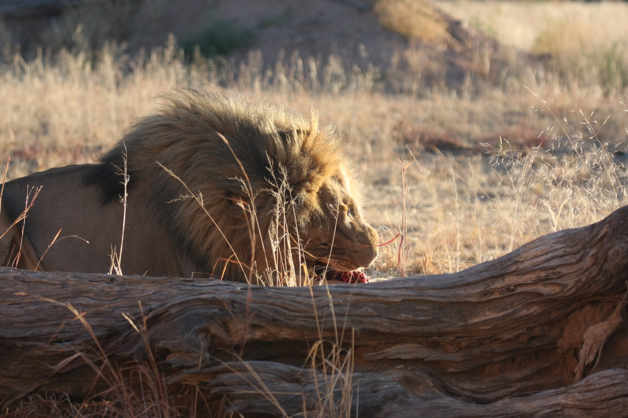 [7594] 2016_06_23_11_42_50_Africa_Canon_EOS_40D_IMG__09018.jpg