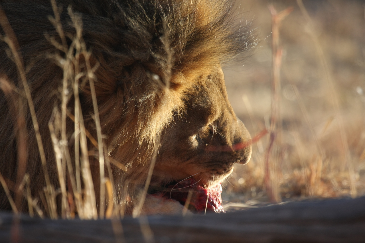 [7596] 2016_06_23_11_43_10_Africa_Canon_EOS_40D_IMG__00739.jpg