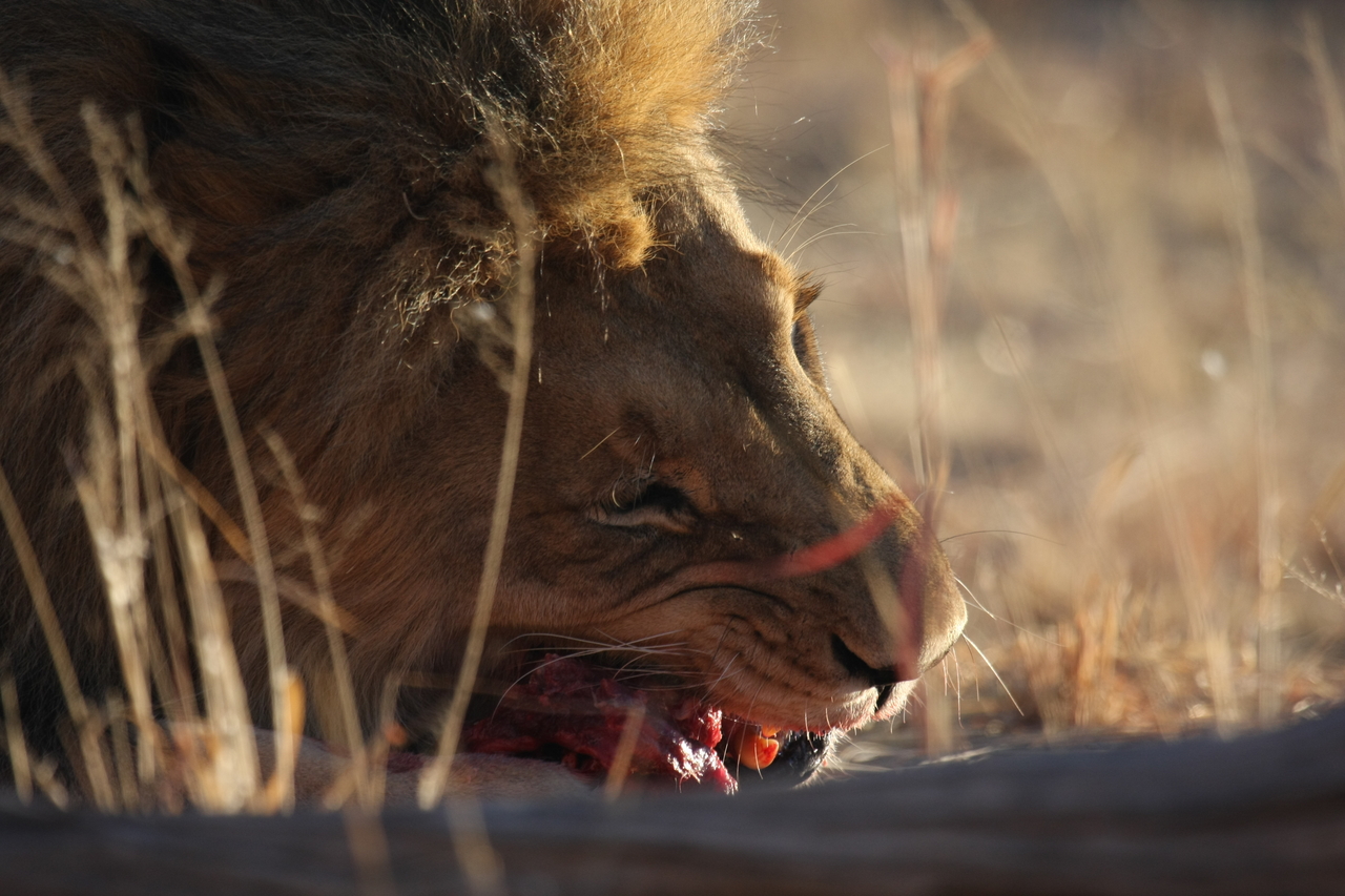 [7651] 2016_06_23_11_43_26_Africa_Canon_EOS_40D_IMG__09308.jpg