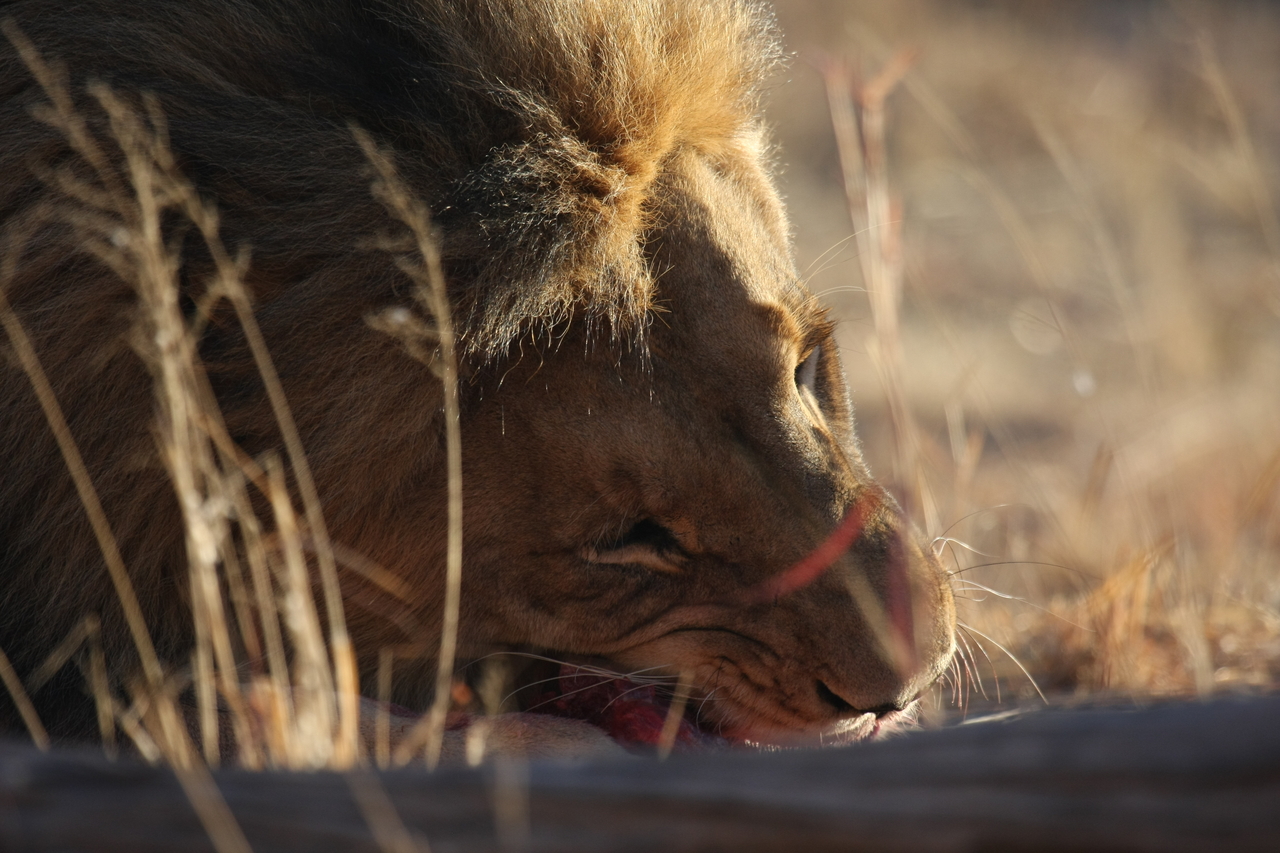 [7659] 2016_06_23_11_43_29_Africa_Canon_EOS_40D_IMG__01071.jpg