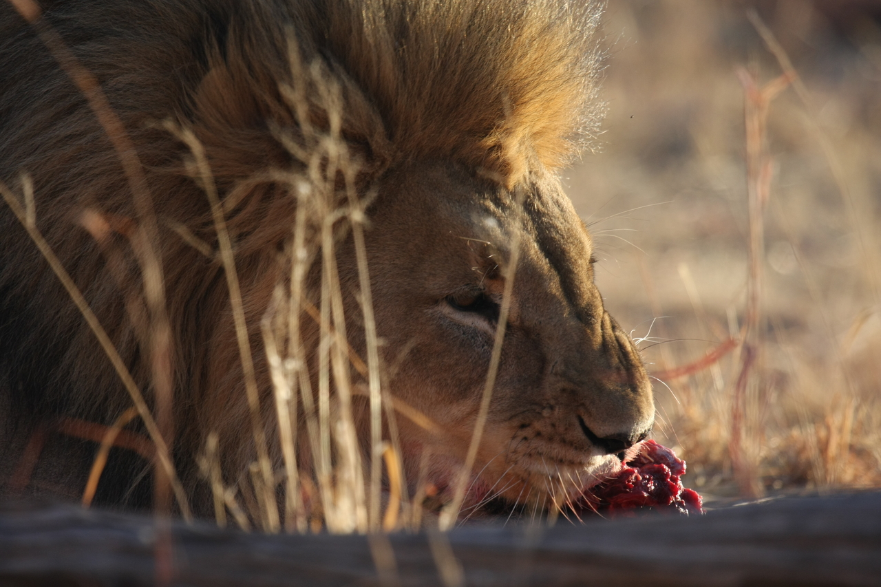 [7708] 2016_06_23_11_43_59_Africa_Canon_EOS_40D_IMG__01743.jpg