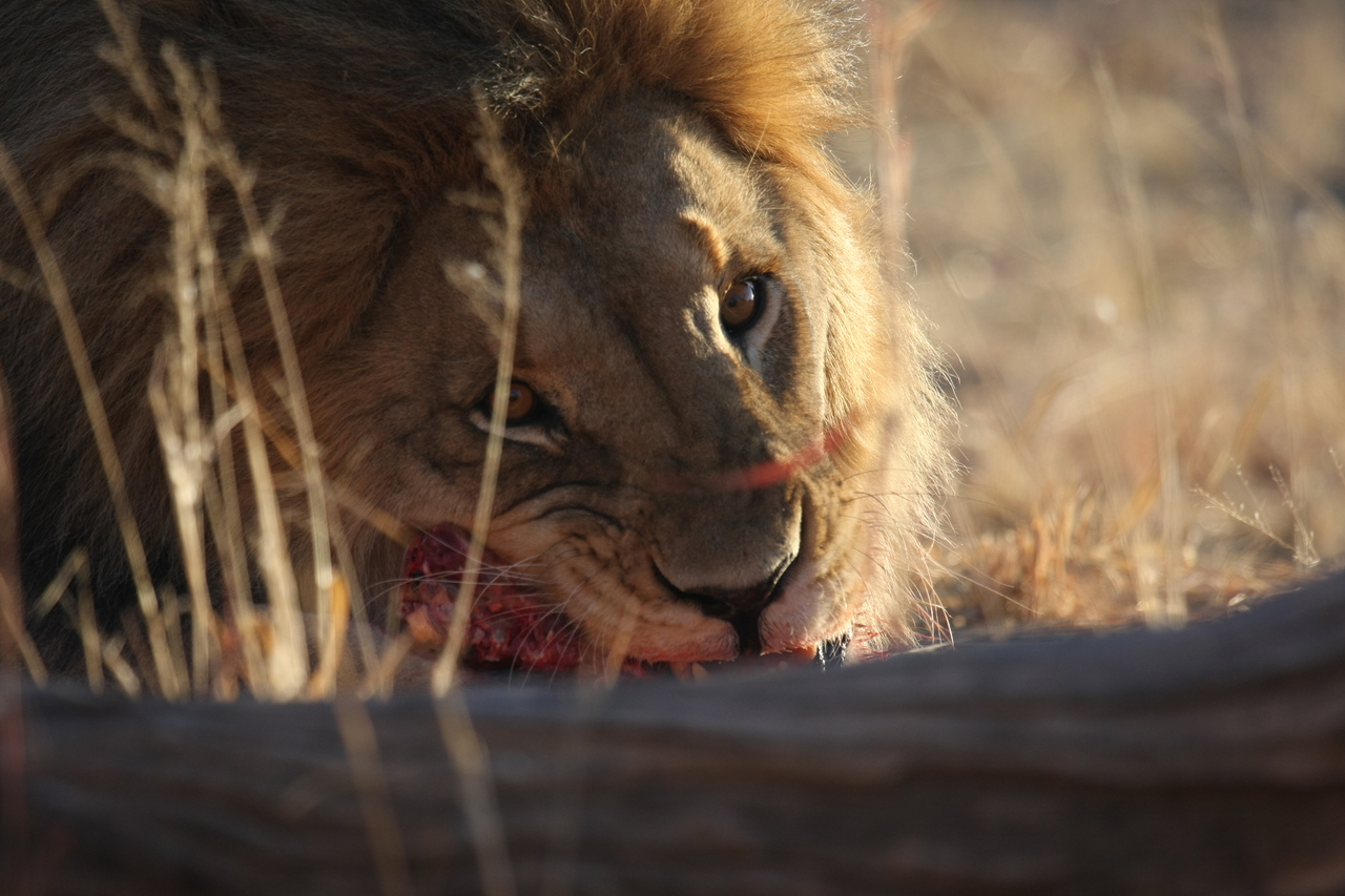 [7746] 2016_06_23_11_44_26_Africa_Canon_EOS_40D_IMG__09303.jpg
