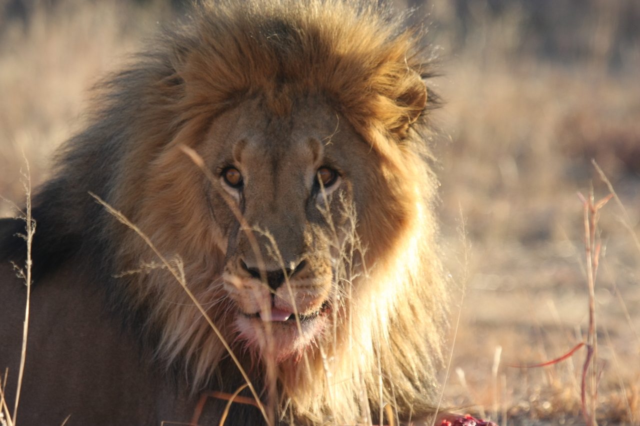 [7846] 2016_06_23_11_46_24_Africa_Canon_EOS_40D_IMG__01055.jpg