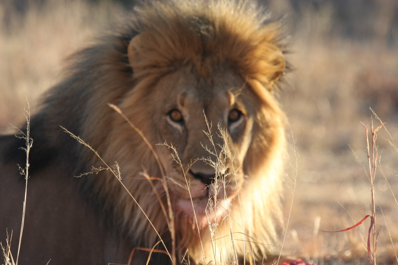 [7862] 2016_06_23_11_46_25_Africa_Canon_EOS_40D_IMG__09338.jpg