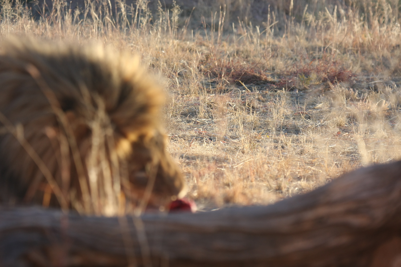 [7865] 2016_06_23_11_46_51_Africa_Canon_EOS_40D_IMG__01061.jpg