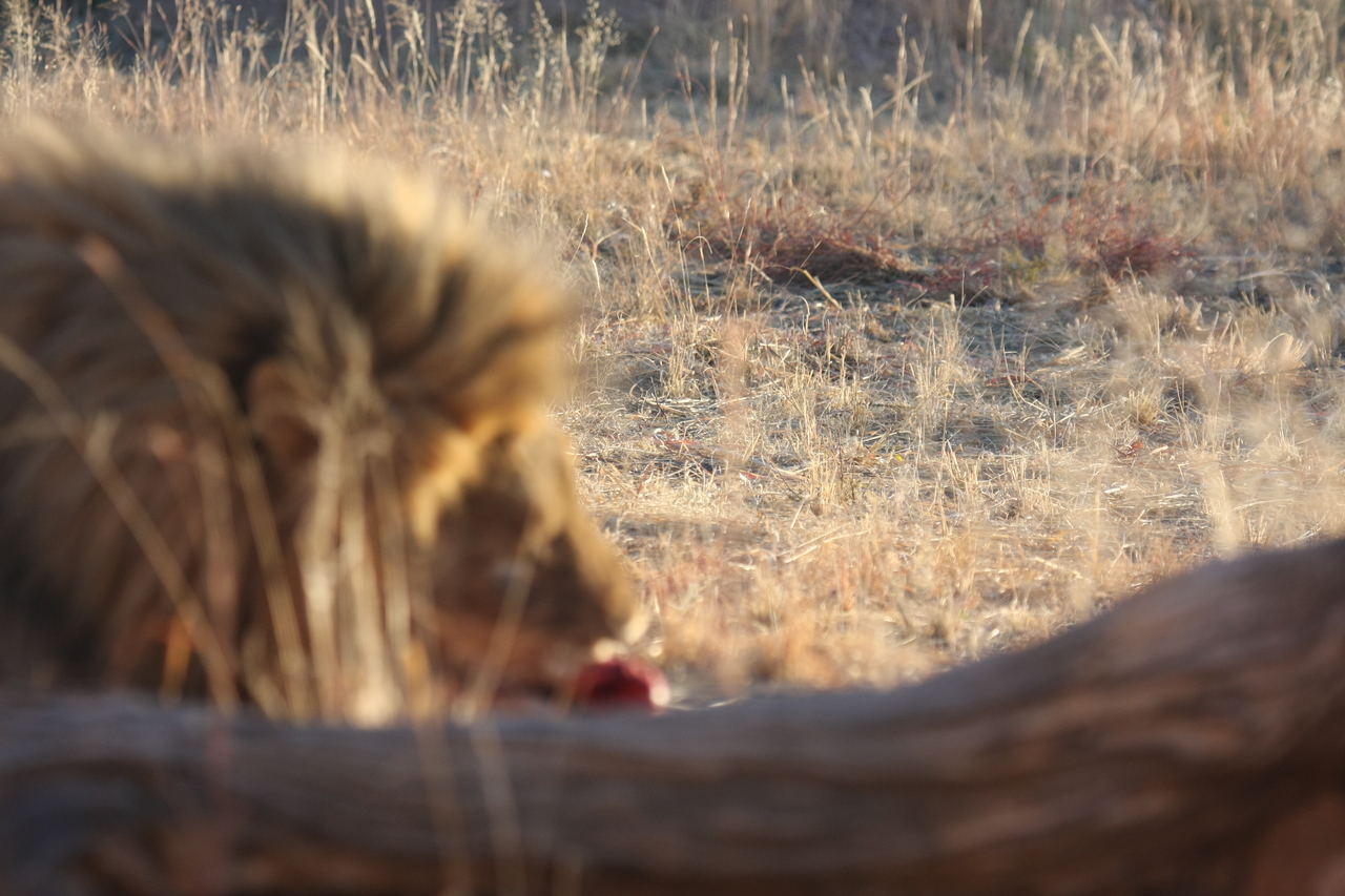 [7866] 2016_06_23_11_46_51_Africa_Canon_EOS_40D_IMG__01893.jpg