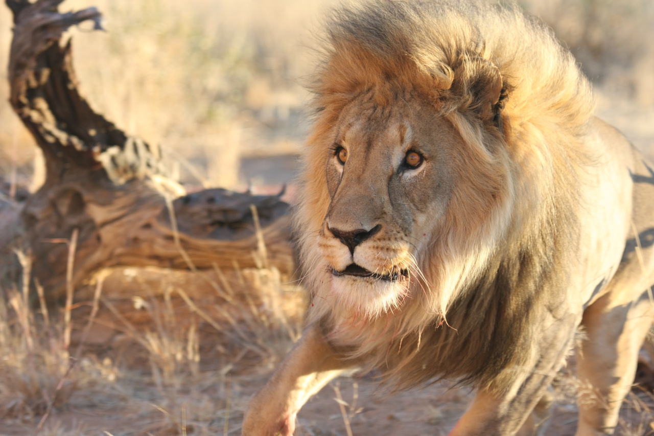 [8290] 2016_06_23_11_53_29_Africa_Canon_EOS_40D_IMG__09156.jpg