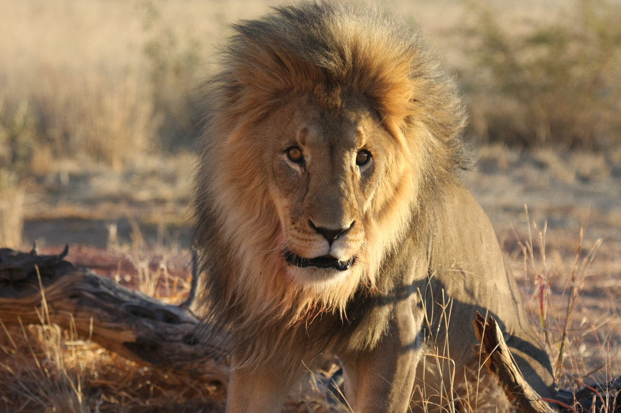 [8460] 2016_06_23_11_54_27_Africa_Canon_EOS_40D_IMG__01766.jpg