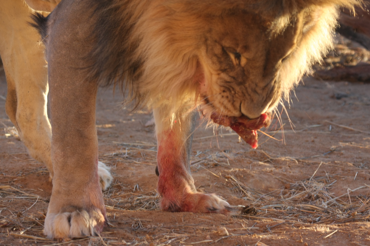 [8702] 2016_06_23_11_56_39_Africa_Canon_EOS_40D_IMG__09287.jpg