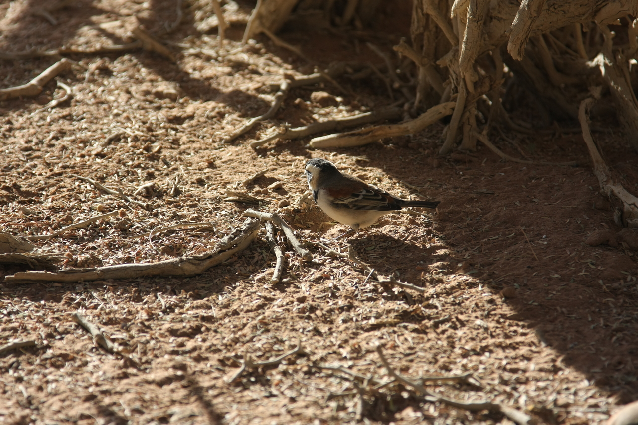 [15049] 2016_06_25_03_29_57_Africa_Canon_EOS_40D_IMG__00015.jpg